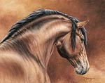 andalusian horse art picture