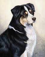 Australian Shepherd Dog Art Picture