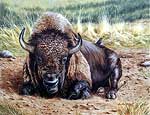 Wildlife Art Bison