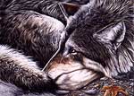 Wildlife Art Wolf
