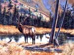 Wildlife Art Elk