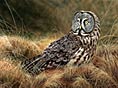 wildlife art pictures great gray owl