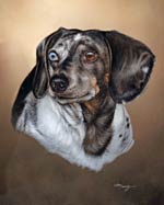 dachshund dog pet dapple portrait