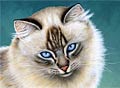 Pet Portrait Cat Art Picture