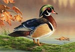 wood duck waterfowl bird art picture painting